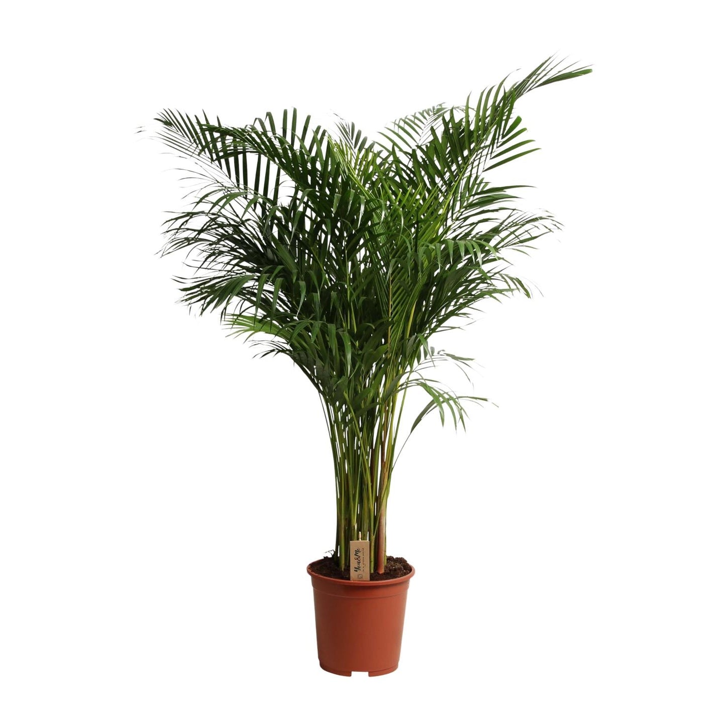 Dypsis Lutescens – Pflegeleichte Areca-Palme Ø27cm, 160cm Höhe