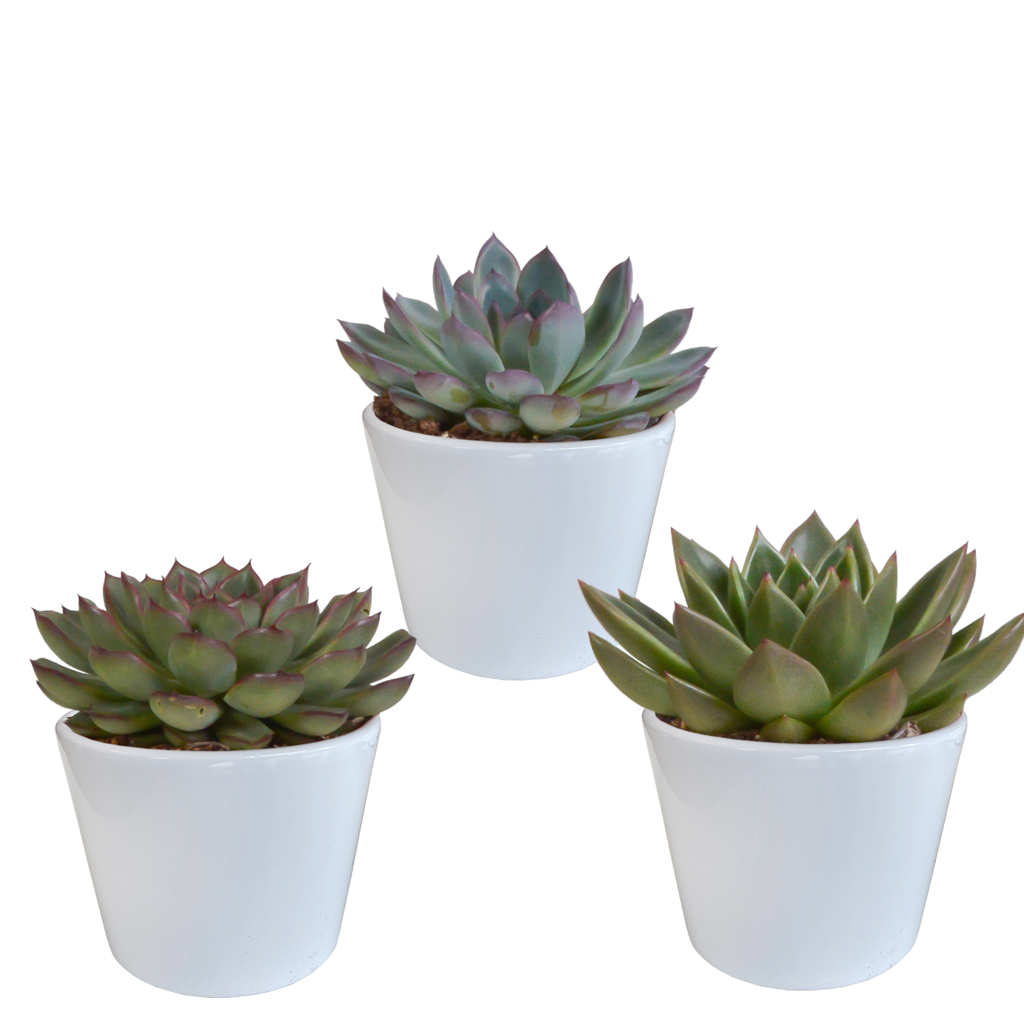 Echeveria-Mix 3er Set im weißen Keramiktopf 10,5 cm