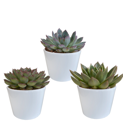 Echeveria-Mix 3er Set im weißen Keramiktopf 10,5 cm