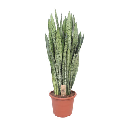 Sansevieria Zeylanica – Pflegeleichte Schwiegermutterzunge Ø30cm
