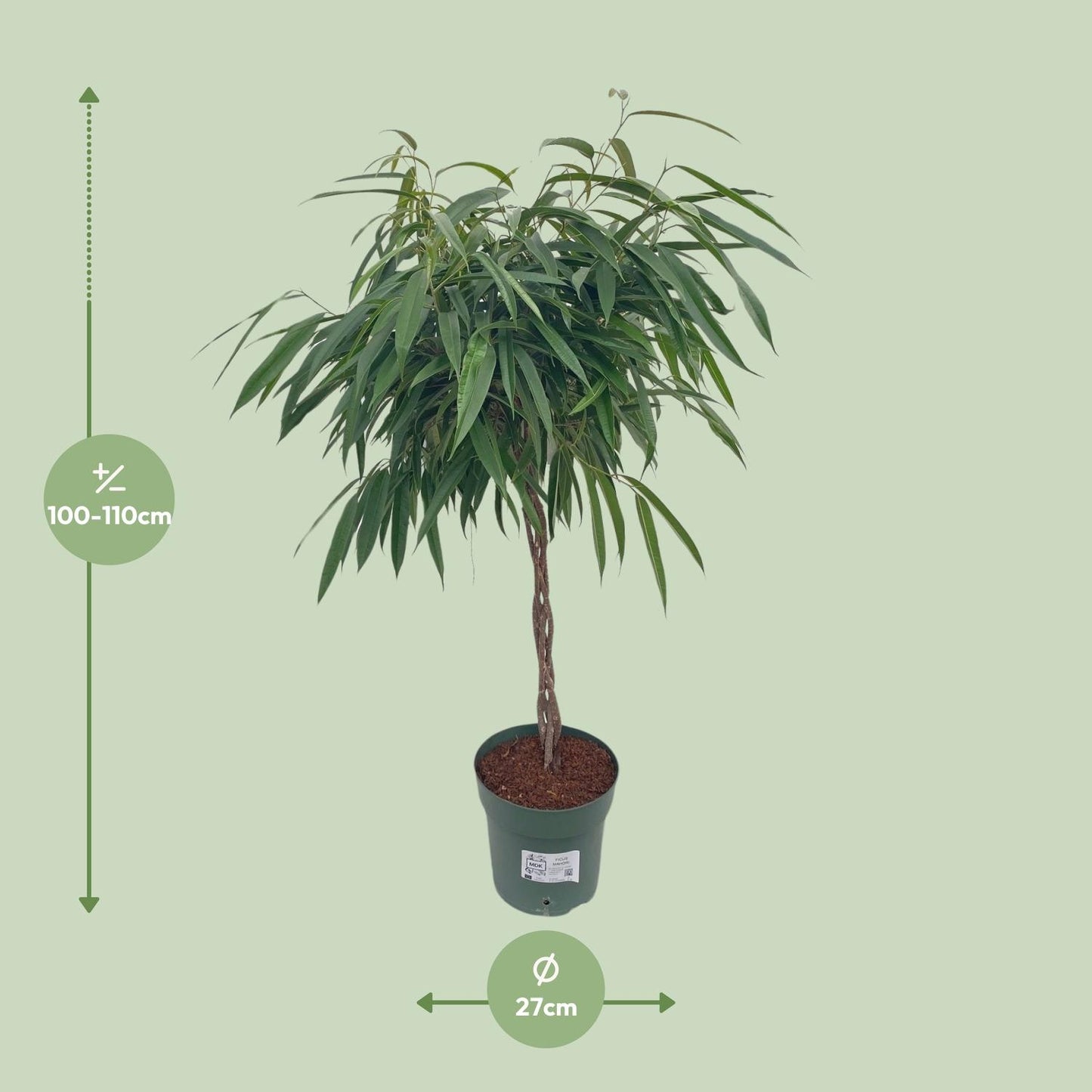 Bonsai-Feige 'Alii' geflochten – pflegeleichte Zimmerpflanze 110 cm
