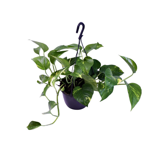 Scindapsus Pictus Trebie – Pflegeleichte Zimmerpflanze Ø15cm