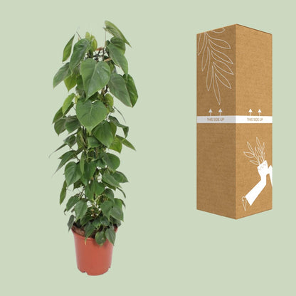 Philodendron Scandens – Pflegeleichte Kletter-Zimmerpflanze Ø24cm