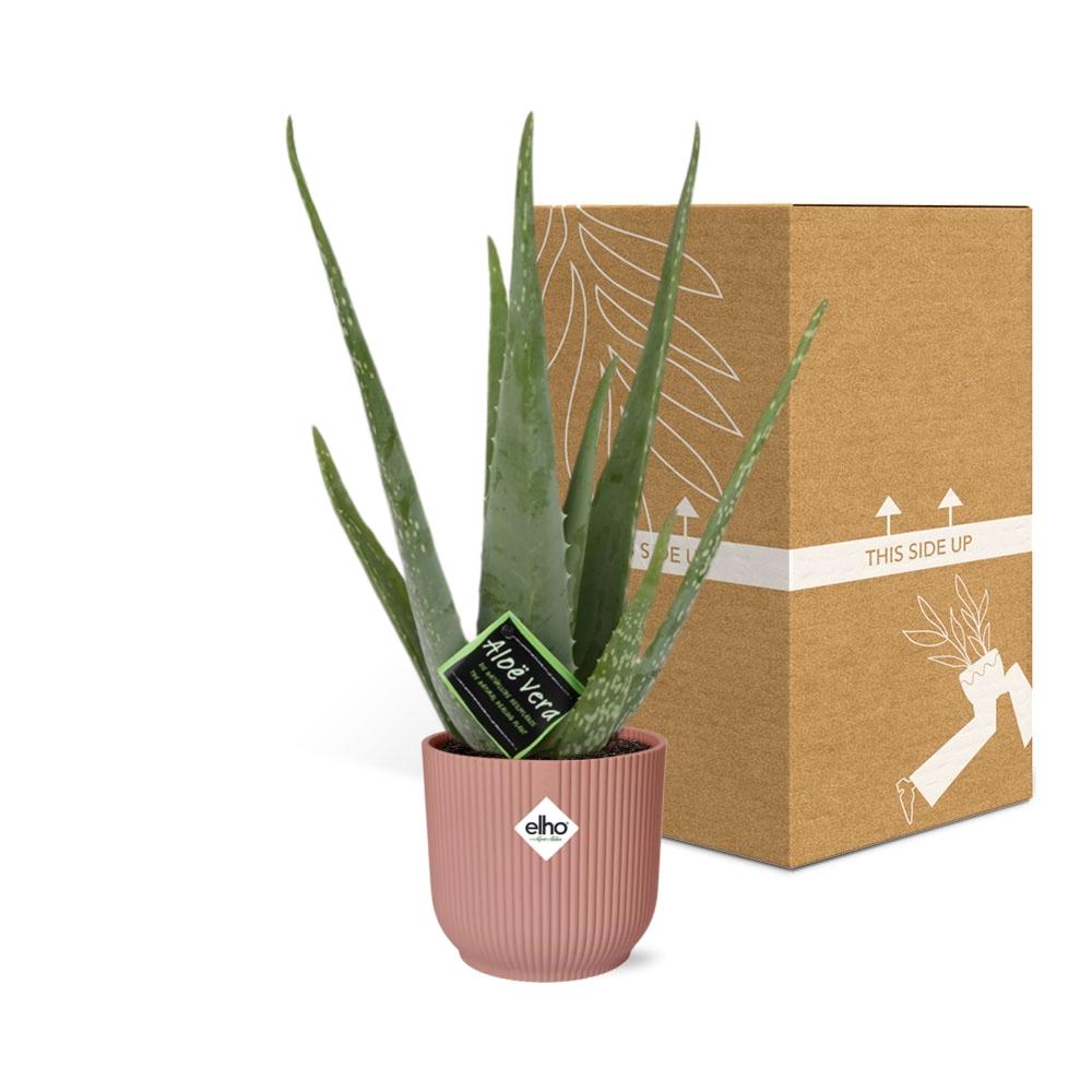 Aloe Vera 12cm in ELHO Vibes Fold 14cm rosa – Pflegeleicht & Luftreinigend