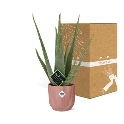 Aloe Vera 12cm in ELHO Vibes Fold 14cm rosa – Pflegeleicht & Luftreinigend