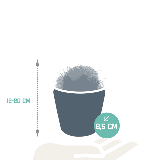Bolcactus Kakteen-Mischung im handbemalten Mexiko-Topf 8,5 cm