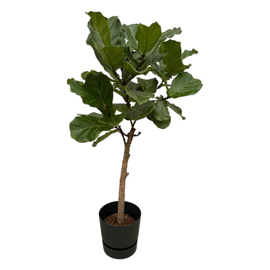 Ficus Lyrata mit Elho Greenville Round Topf Ø30 cm, 160 cm