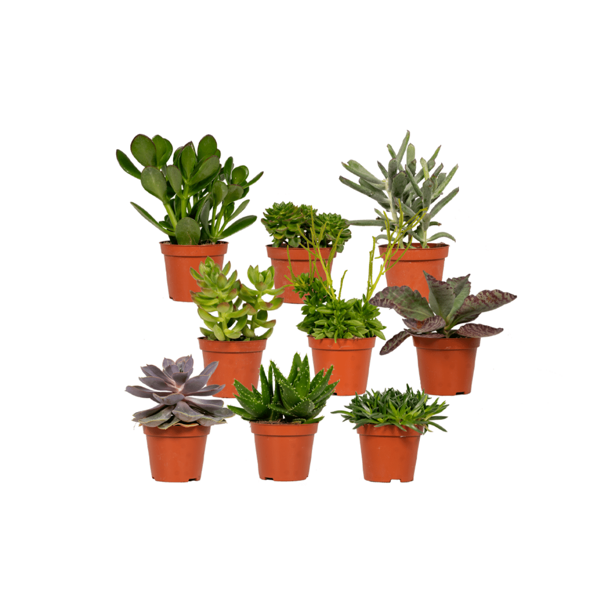 Sukkulenten Mix – 18 pflegeleichte Zimmerpflanzen Ø 8,5-9 cm
