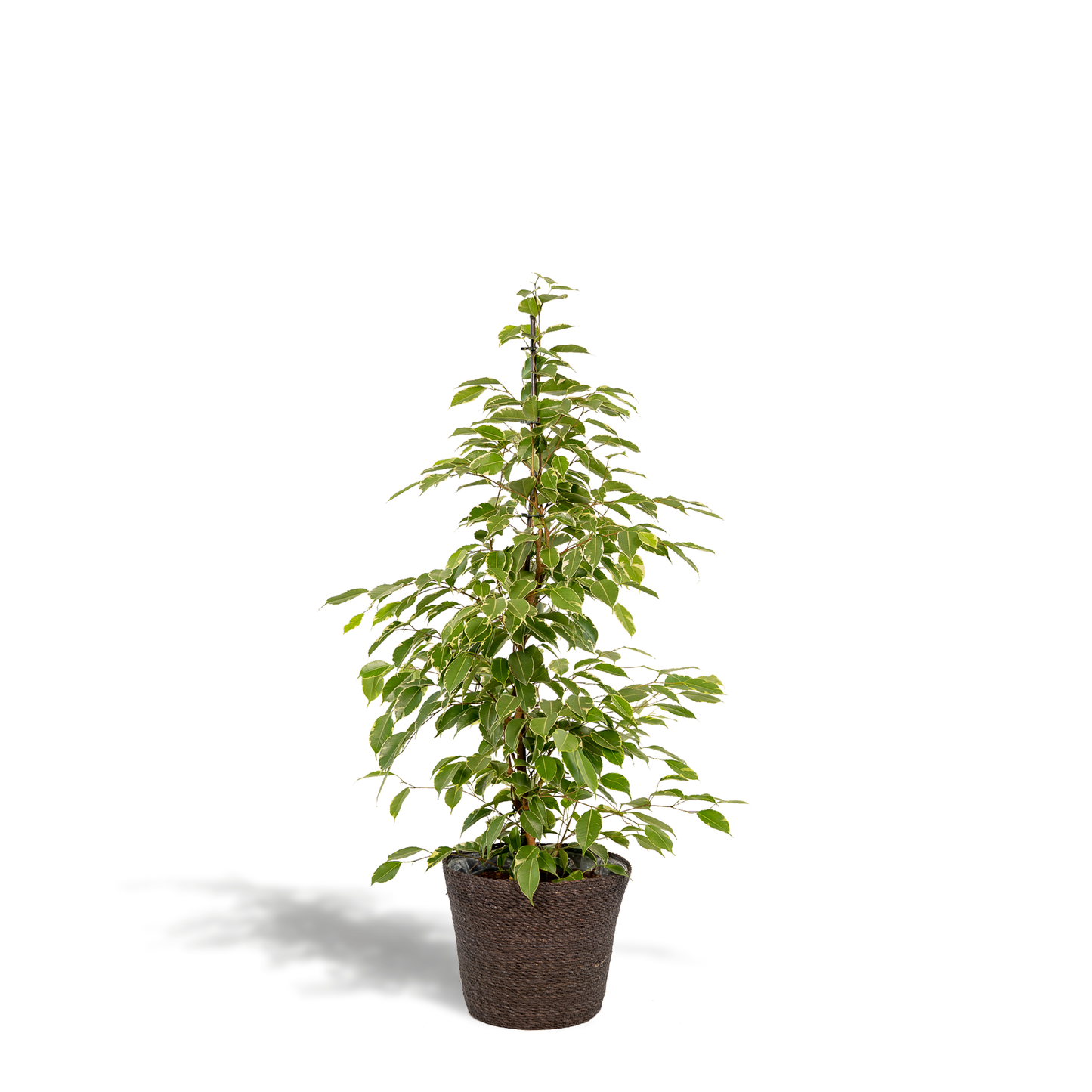 Ficus benjamina Goldenking Ø21cm mit Korb Igmar