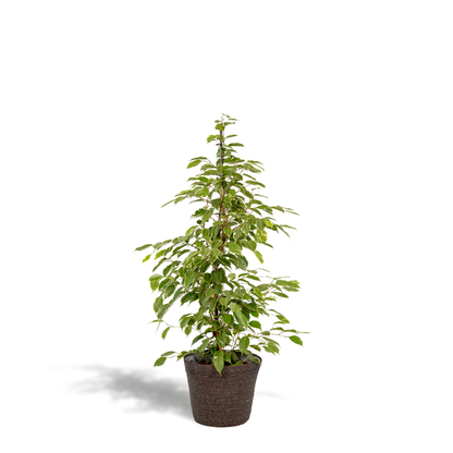 Ficus benjamina Goldenking Ø21cm mit Korb Igmar