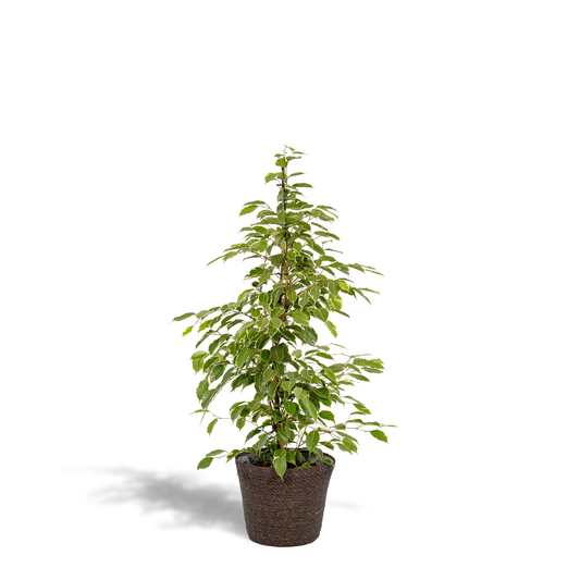Ficus benjamina Goldenking Ø21cm mit Korb Igmar