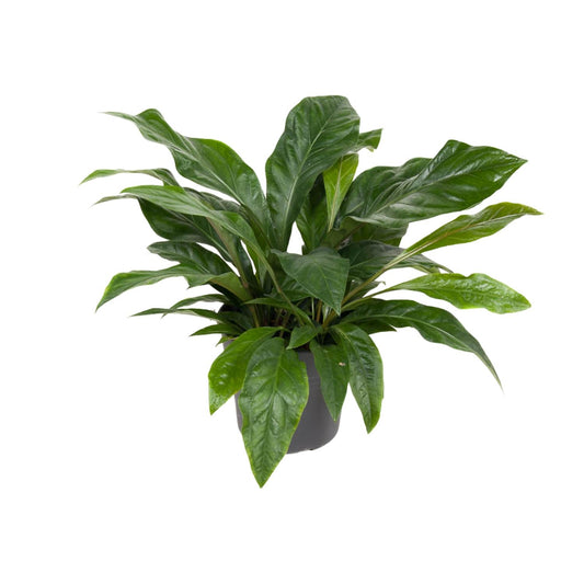 Anthurium Jungle Bush – pflegeleichte Flamingoblume Ø30cm