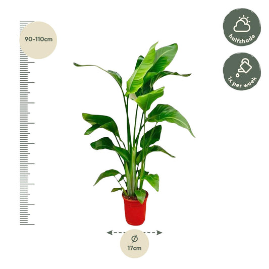 Strelitzia Nicolai – Tropische, pflegeleichte Zimmerpflanze 70-90 cm