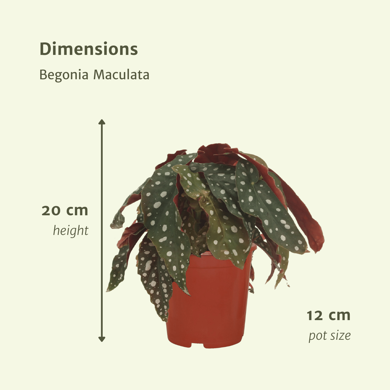 2x Begonia Maculata – Blattbegonie 20 cm im Ø12 cm Topf