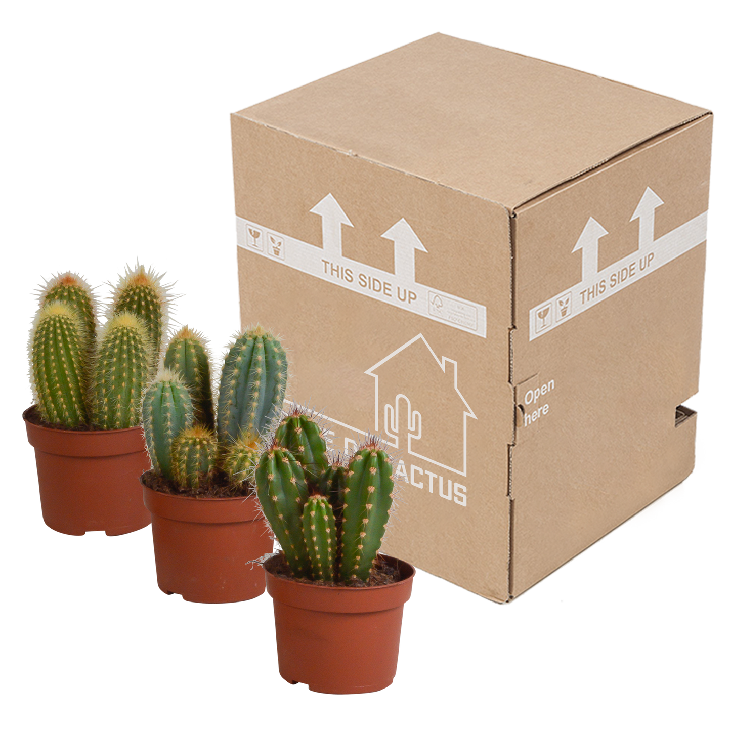 Cereus-Mischung 3er Set – Säulenkakteen 10,5 cm