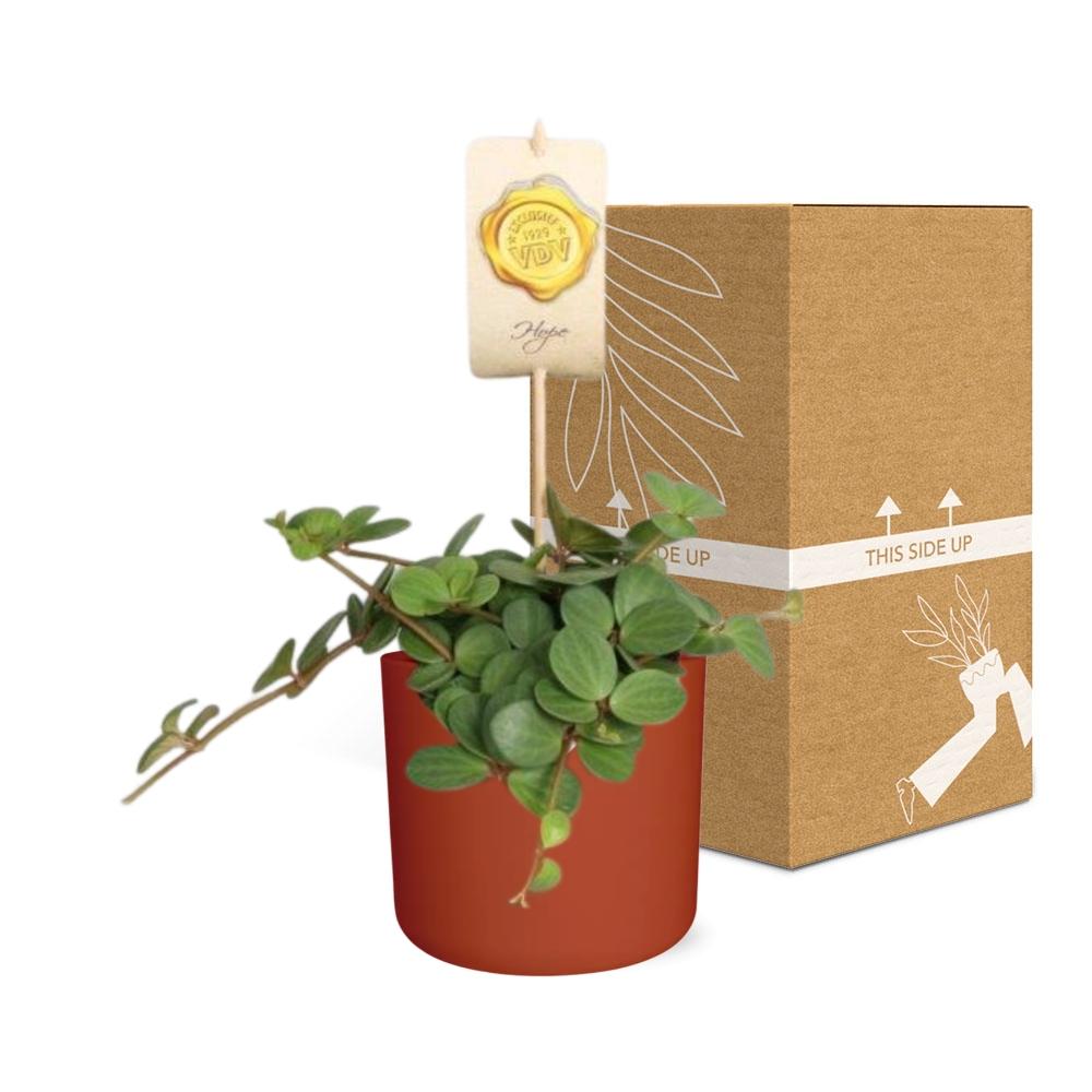 Peperomia ‘Hope’ in ELHO b.for soft rond 14cm brique