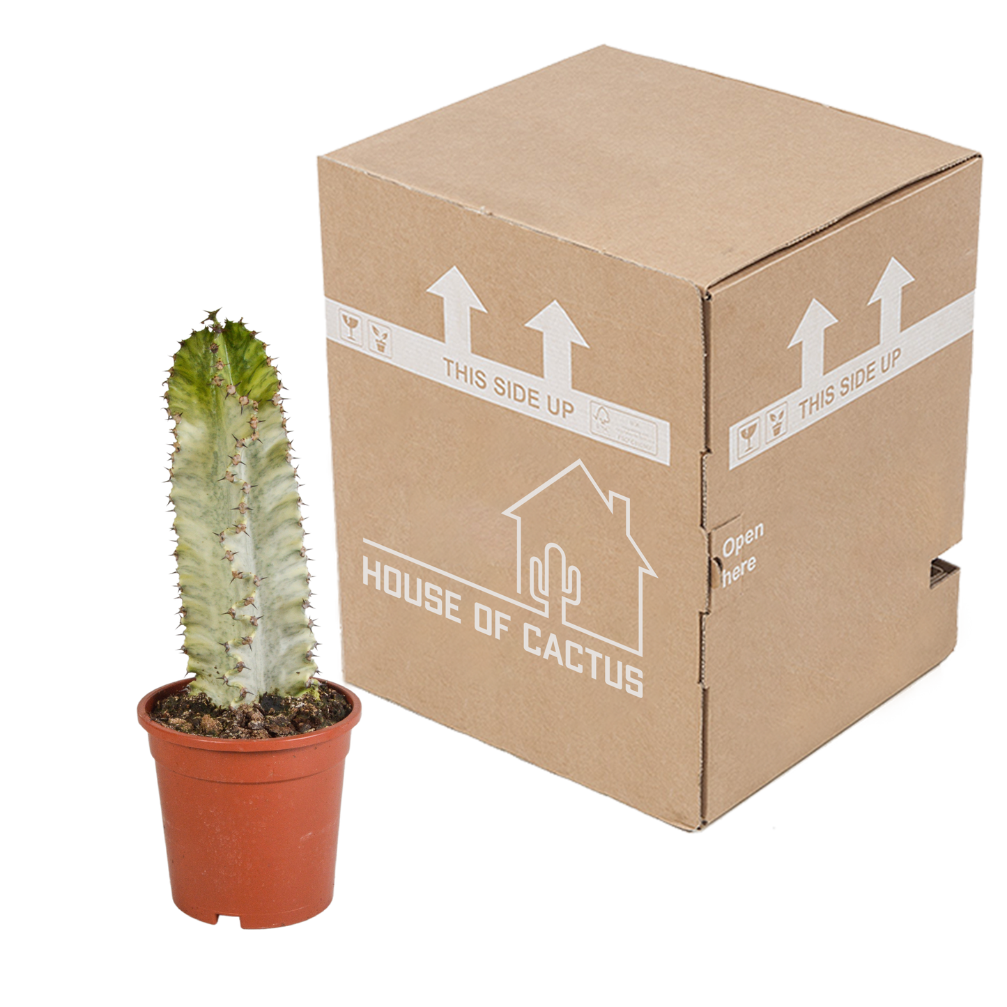 Euphorbia marmorata – Pflegeleichter Säulenkaktus 17 cm