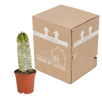 Euphorbia marmorata – Pflegeleichter Säulenkaktus 17 cm