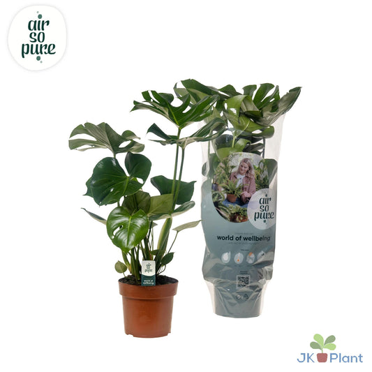 Monstera Deliciosa – Fensterblatt 55 cm, pflegeleicht
