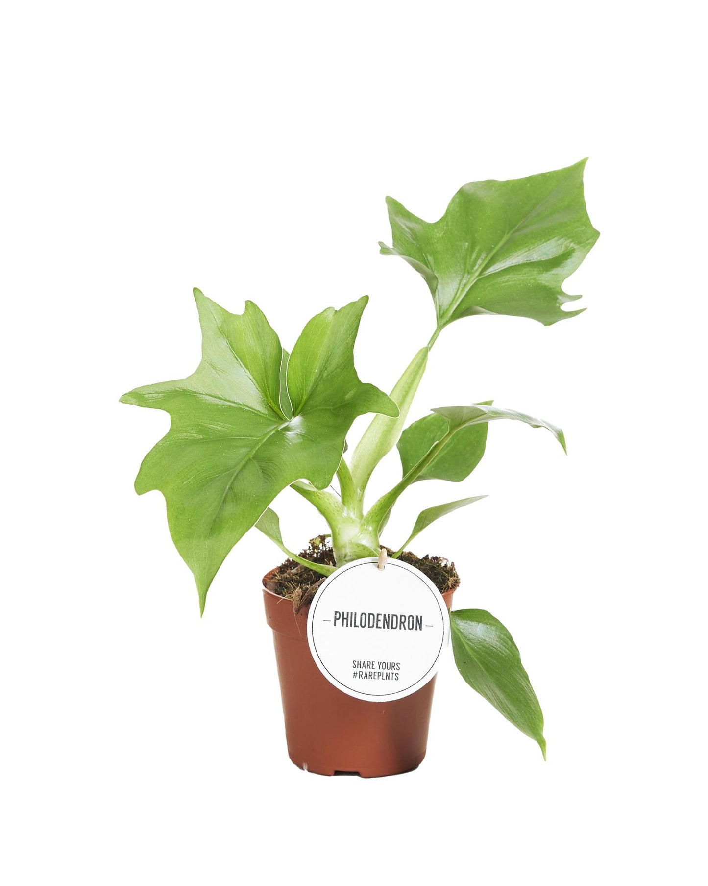 Philodendron Warszewiczii – Trendige, pflegeleichte Zimmerpflanze Ø12cm