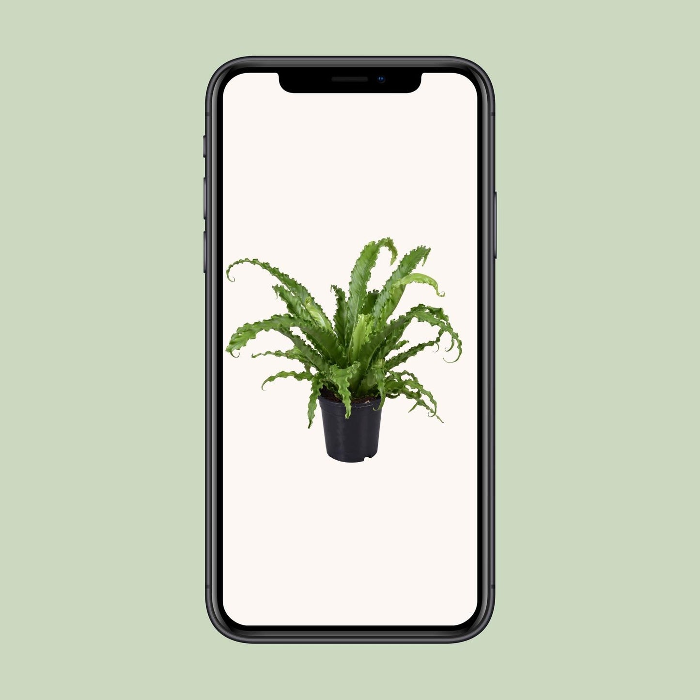 Asplenium Antiquum Osaka – pflegeleichter Vogelnest-Farn Ø17cm