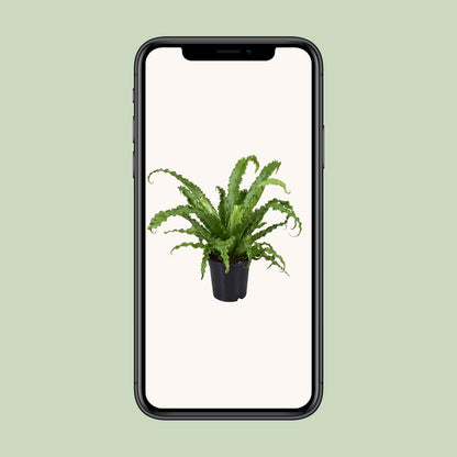 Asplenium Antiquum Osaka – pflegeleichter Vogelnest-Farn Ø17cm