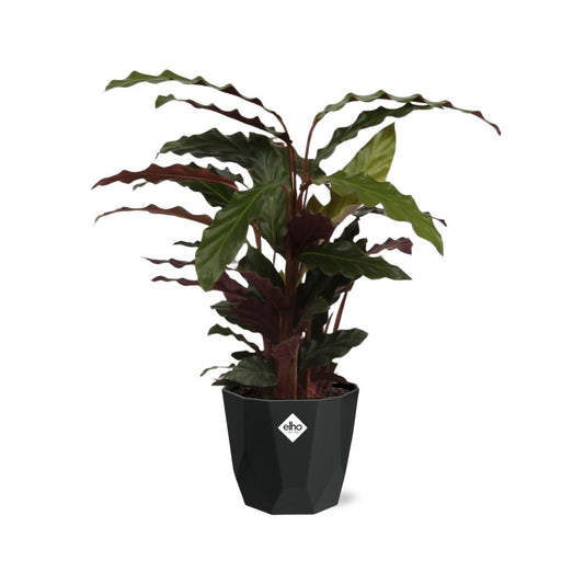 Calathea Rufibarba ‘Tropistar’ – Tropische Zimmerpflanze 14cm