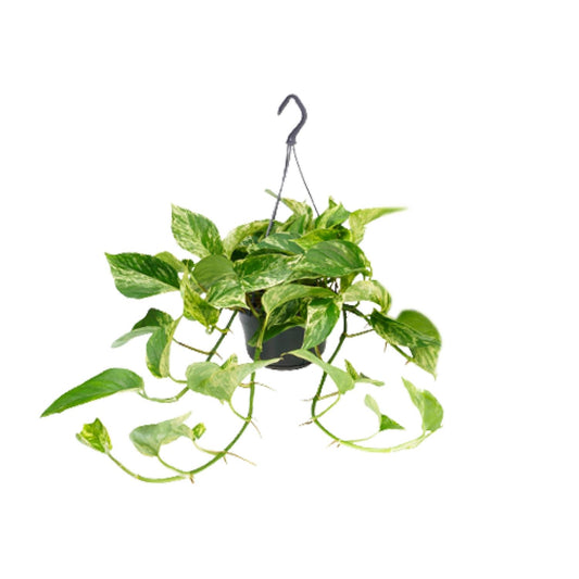 Efeutute Marble Queen – Elegante marmorierte Zimmerpflanze