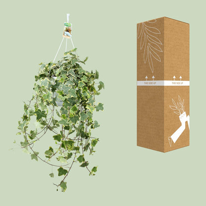 Hedera Helix Gold Child – XXL Hängepflanze Ø24cm