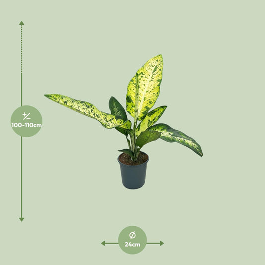 Dieffenbachia Mars – Exotische, pflegeleichte Zimmerpflanze Ø24cm