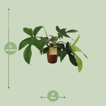 Philodendron Florida Green – Pflegeleichte Zimmerpflanze Ø15cm