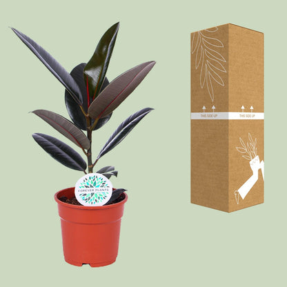 Ficus Elastica Abidjan – Pflegeleichter Gummibaum Ø17cm
