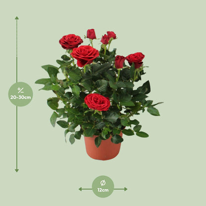 Rosa Red Topfrose Ø12cm, Höhe 29cm – Pflegeleicht & Schön