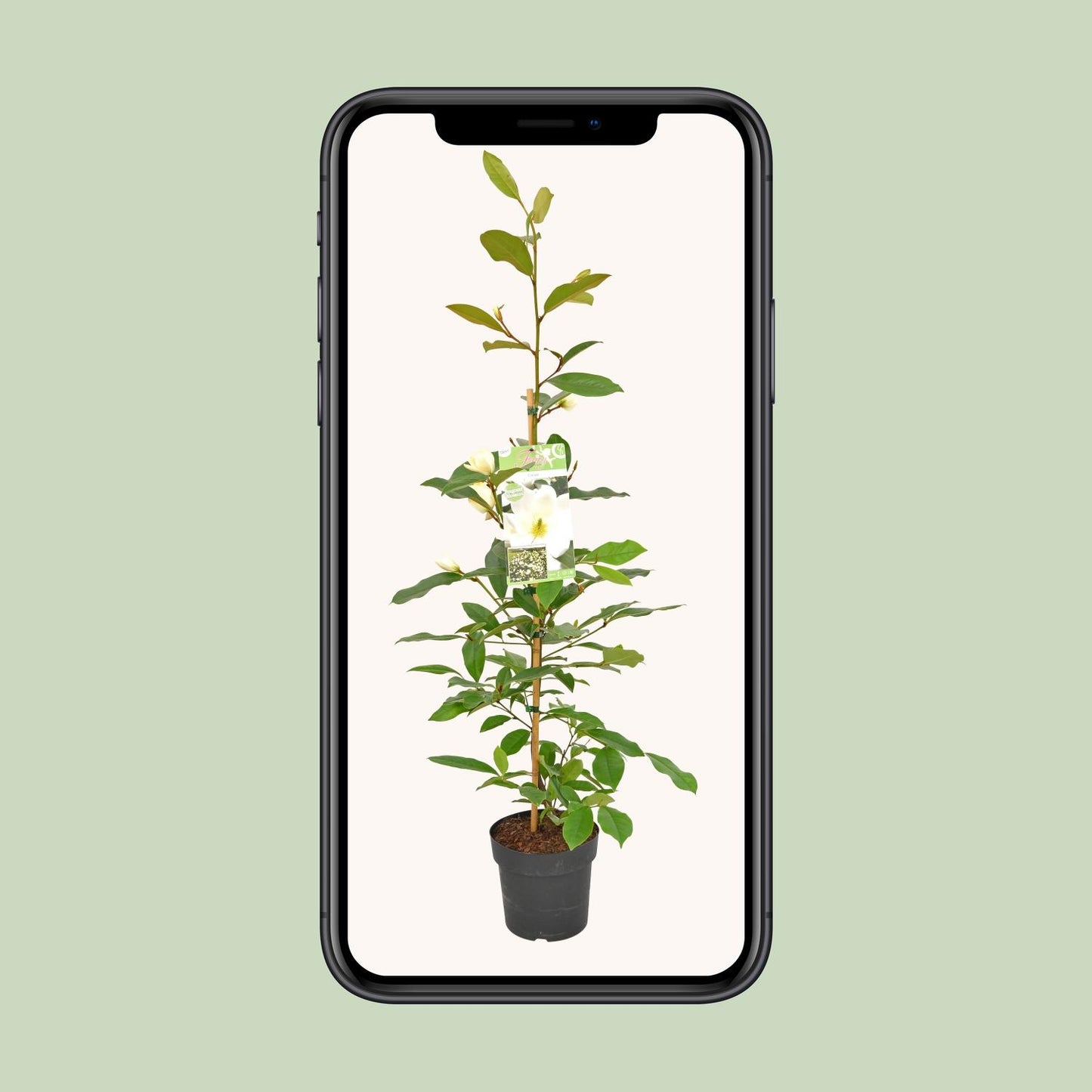 Michelia Fairy Magnolia Cream – Duftende Magnolie Ø19cm