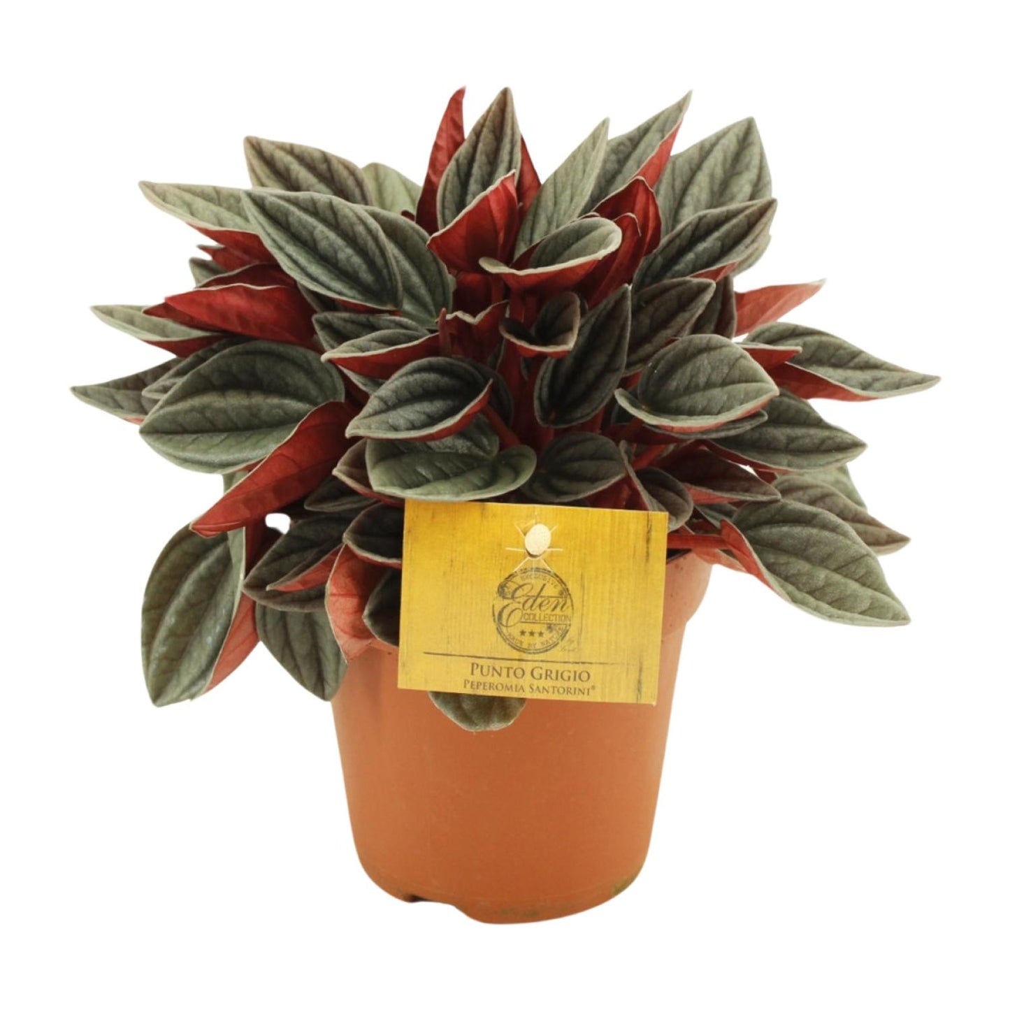 Peperomia Santorini – Pflegeleichte Zimmerpflanze Ø12cm
