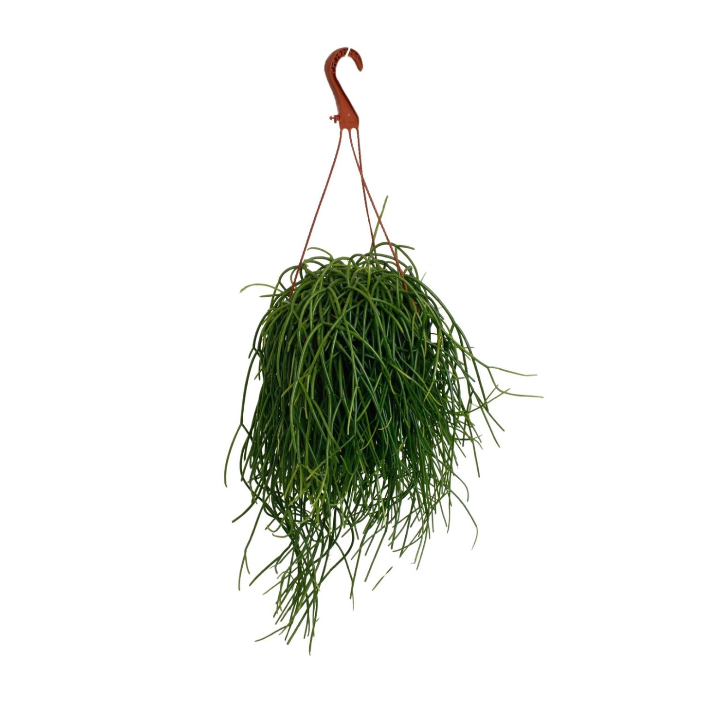 Rhipsalis Shaferi – Pflegeleichte Hängepflanze Ø17cm
