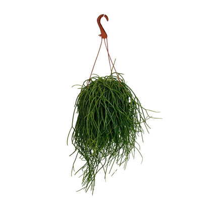 Rhipsalis Shaferi – Pflegeleichte Hängepflanze Ø17cm