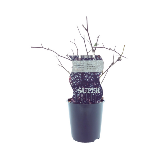 Dornenlose Brombeere Black Satin – Pflegeleichter Beerenstrauch Ø12cm