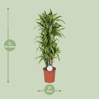 Dracaena Deremensis Lemon Lime – Pflegeleichter Drachenbaum Ø27cm