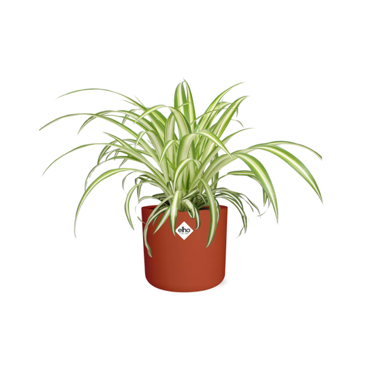 Chlorophytum Comosum Variegatum – pflegeleichte Zimmerpflanze 14cm