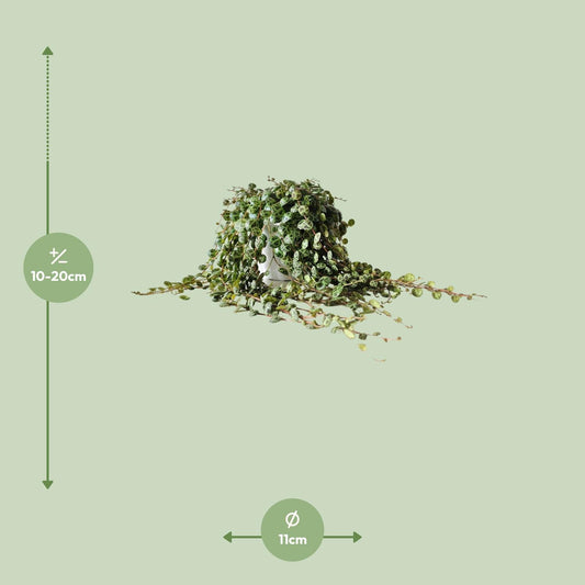 Peperomia Prostrata – Pflegeleichte Zimmerpflanze Ø11cm