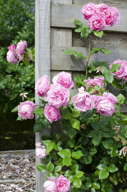 3x Kletterrose Rosa Crazy in Love 'Pink' – 65 cm, Ø15 cm