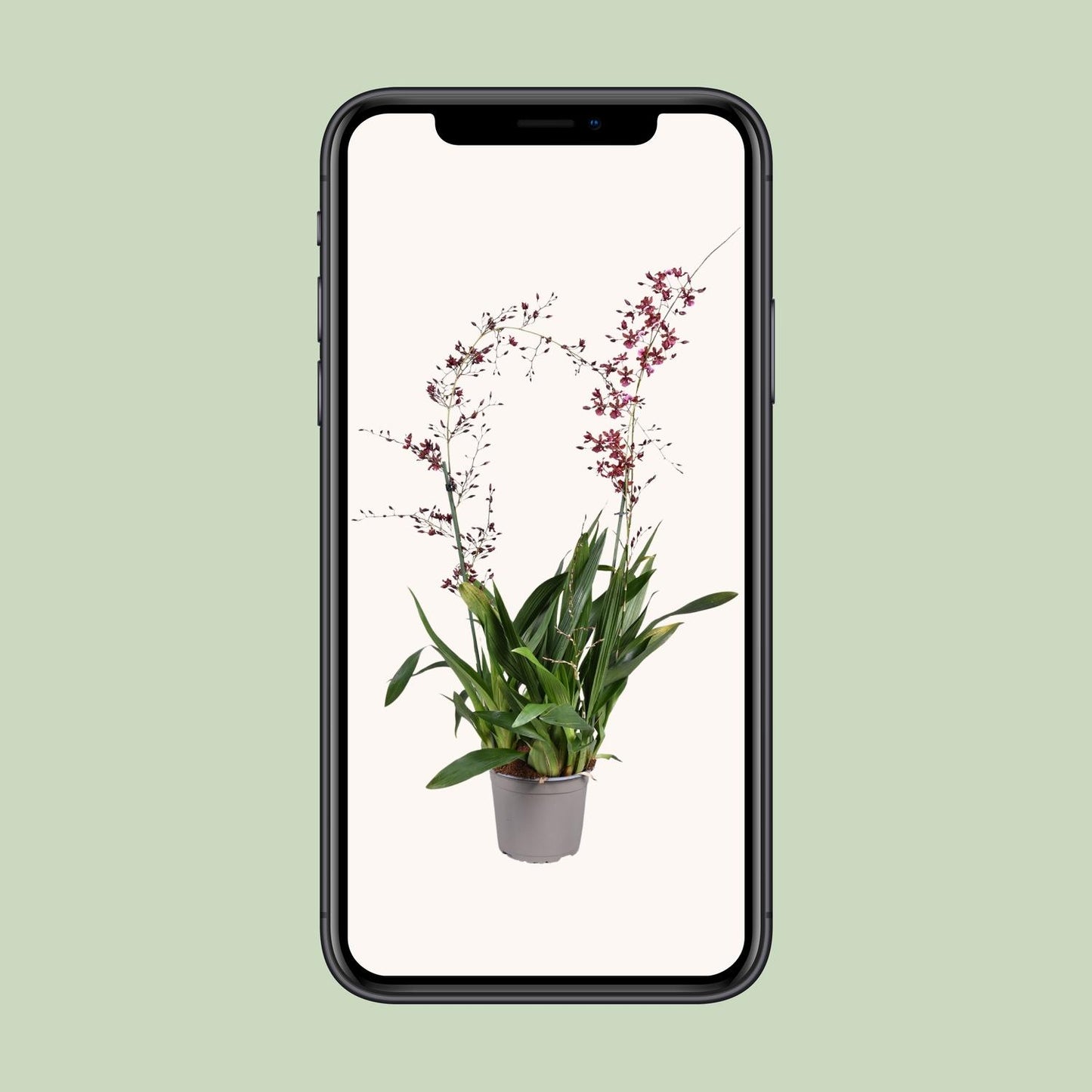 Orchidee Oncidium Cherry Baby – Elegante Zimmerpflanze Ø17cm