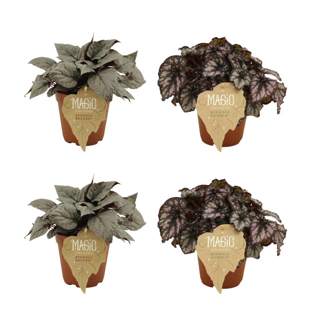 4er-Set Begonia Rex – Farbenfrohe, pflegeleichte Zimmerpflanzen