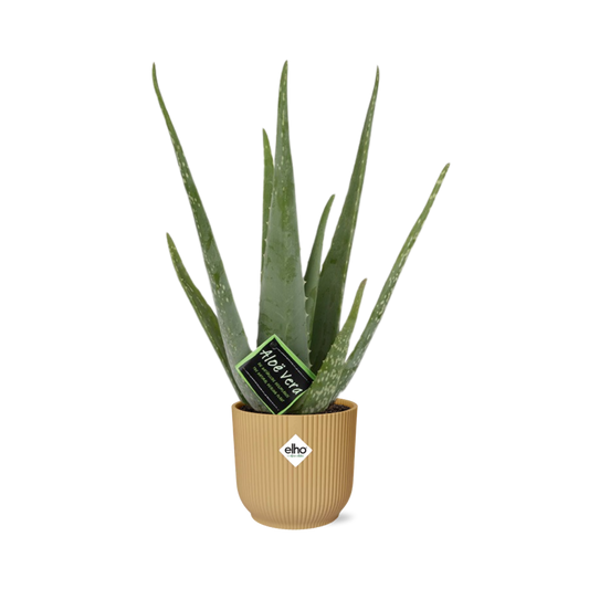 Aloe Vera 12cm in ELHO Vibes Fold 14cm Gelb – Pflegeleichte Sukkulente