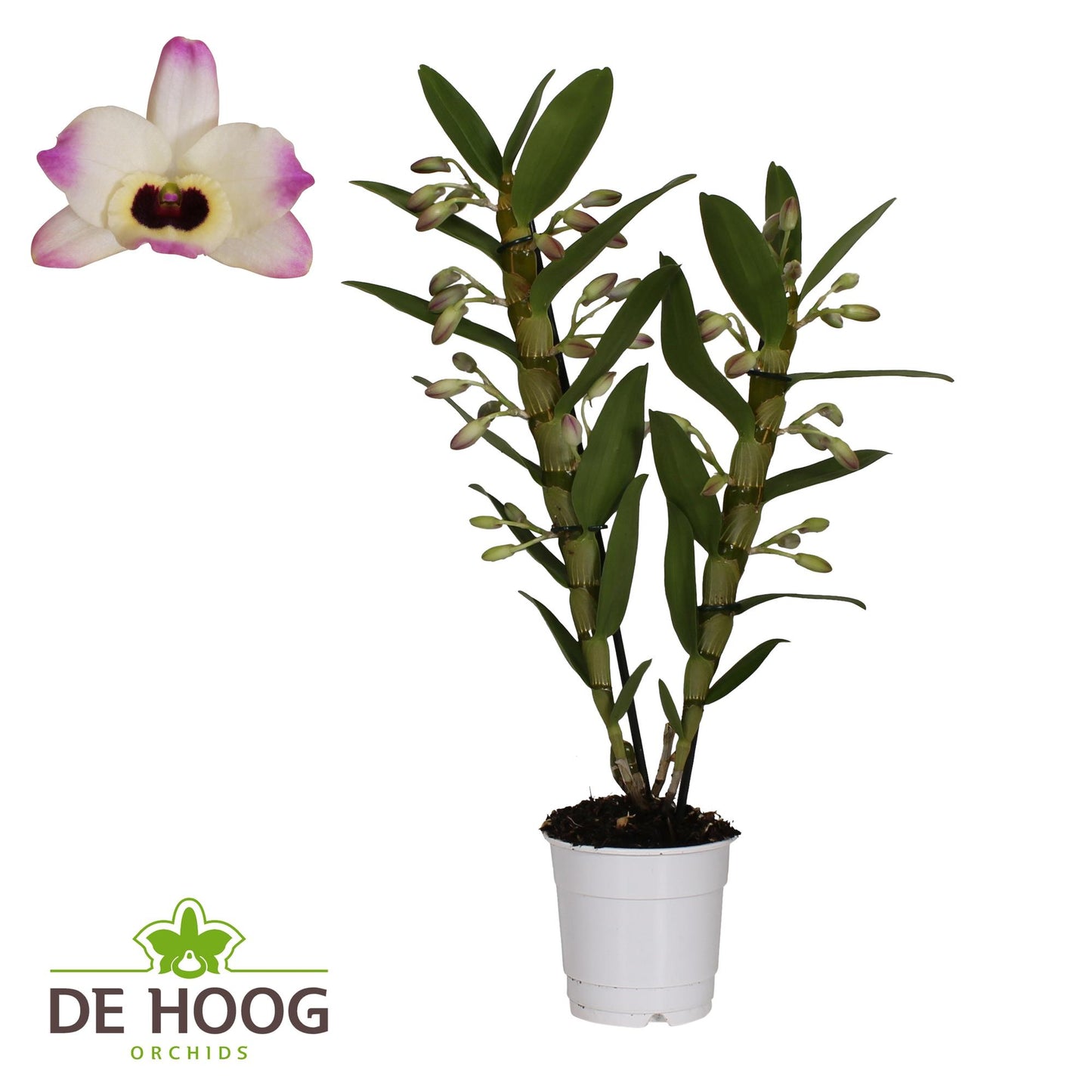 Dendrobium Nobile Sunny Eyes – Elegante Orchidee Ø12cm