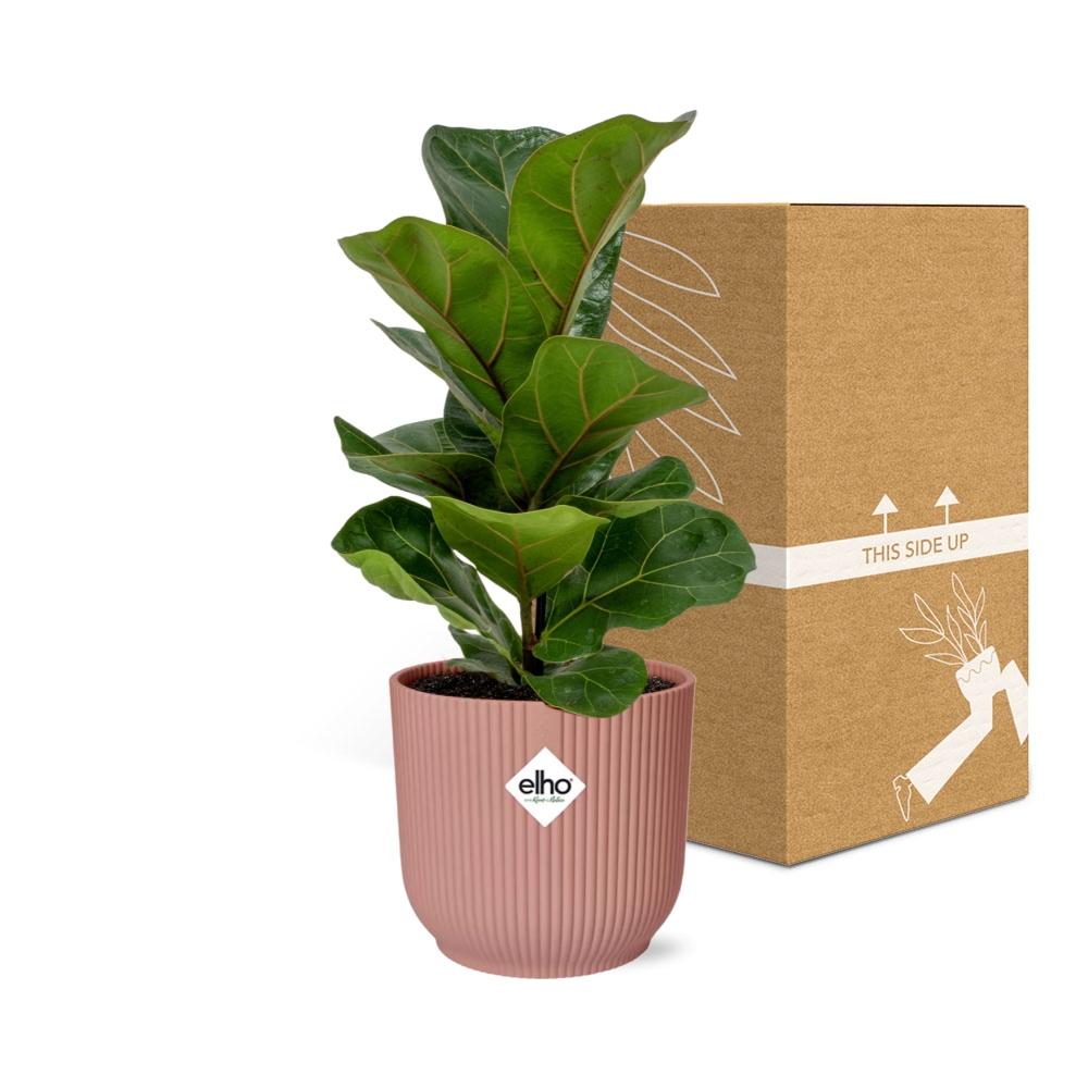 Ficus Lyrata ‘Bambino’ – Pflegeleichte Zimmerpflanze im ELHO Vibes Fold Topf