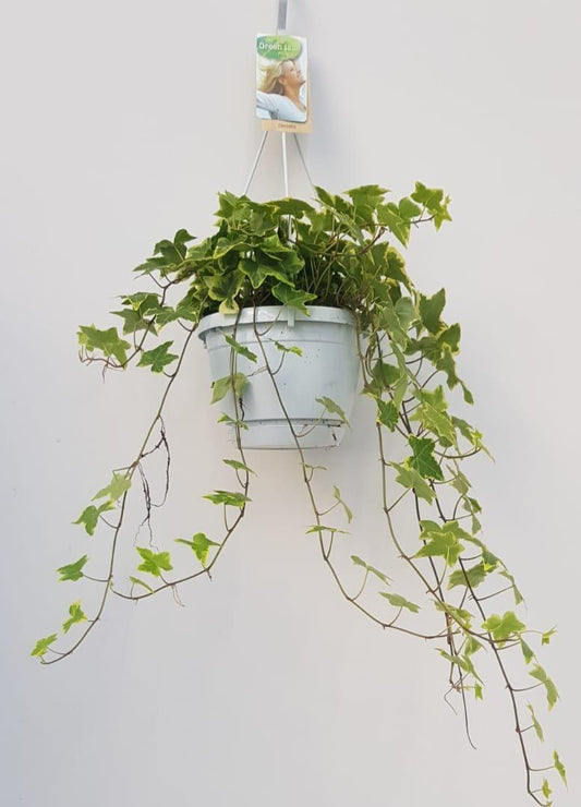 Hedera Helix Geelbont – Pflegeleichter Efeu im Hängekübel Ø17cm