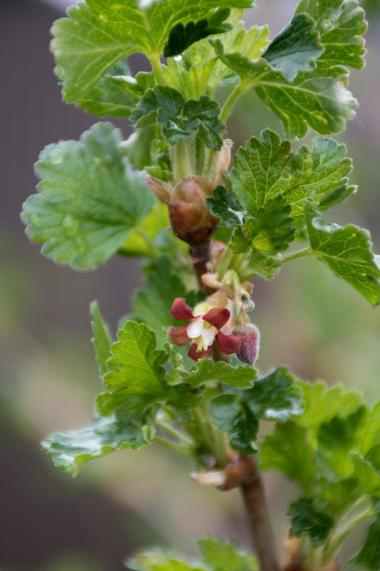 2x Bio Johannisbeerstrauch Ribes Easycrisp® 'Lady Sun' Ø13cm