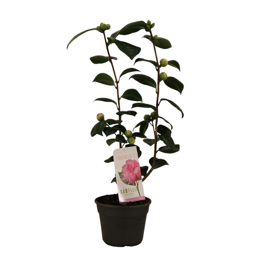 Camellia Japonica 'Bonomiana' – Pflegeleichte Blühpflanze Ø15cm
